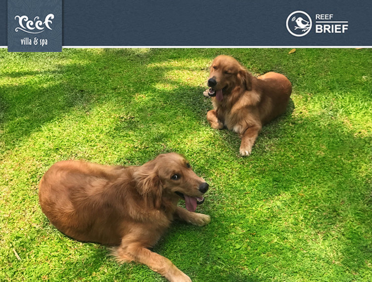 Please Feel Free to Borrow our Dogs, Fred and Wilma