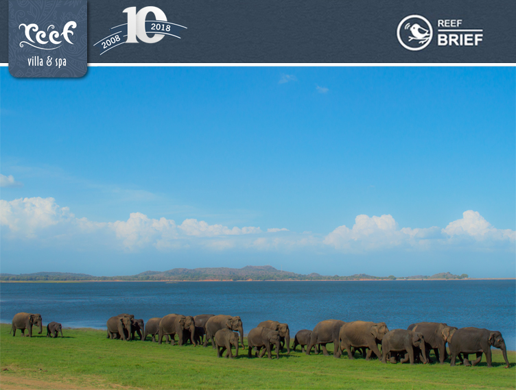 Minneriya elephant gathering