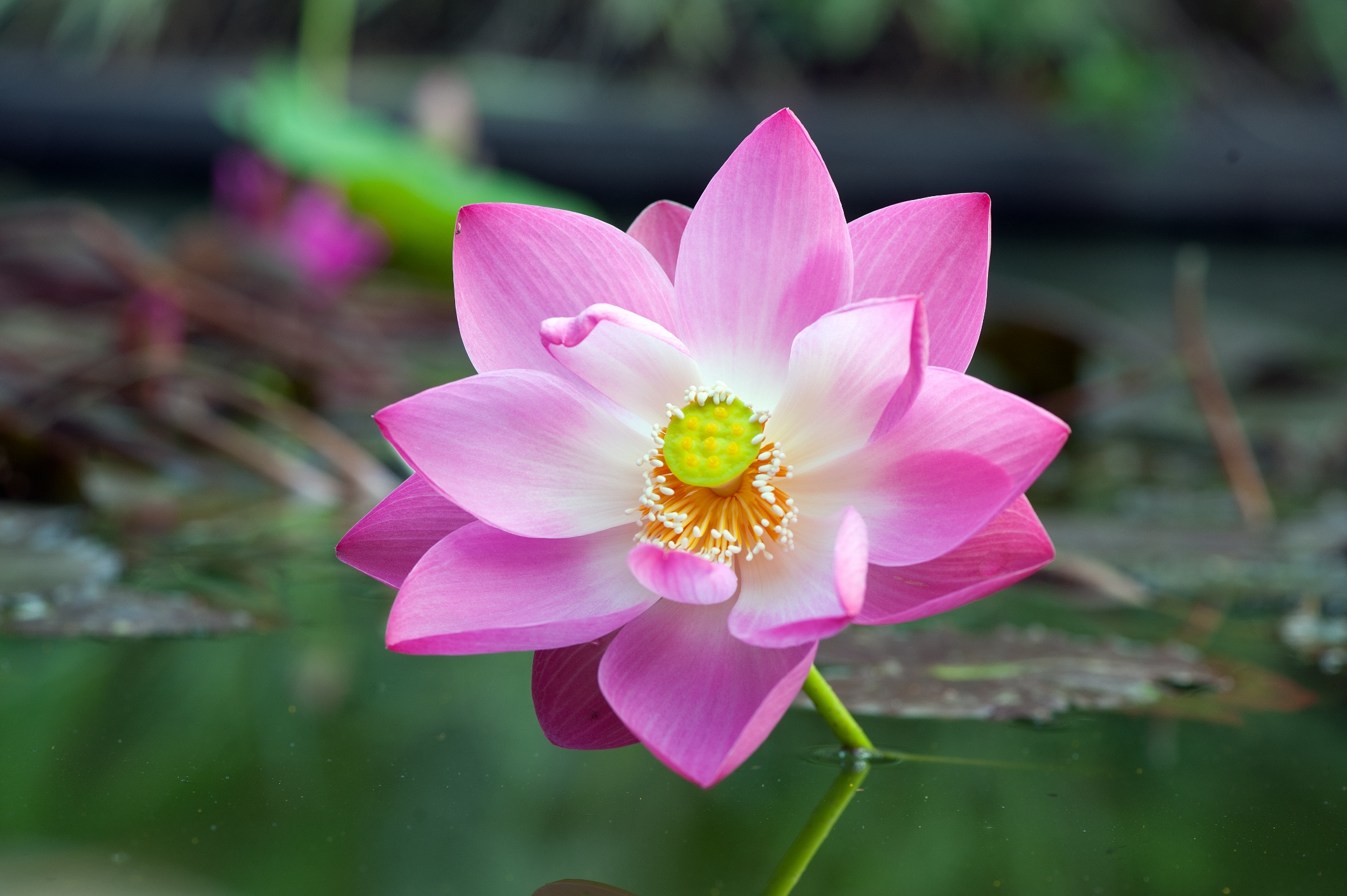 Reef’s lily ponds live up to their name with various types of lotus flowers including for this gorgeous pink Nelumbo nucifera.