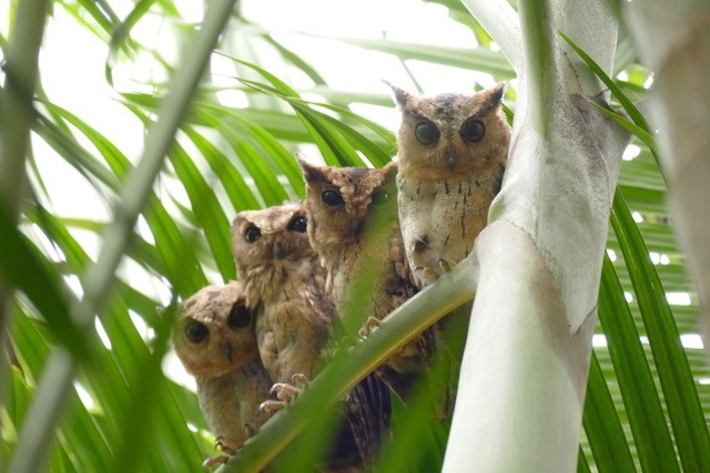 Indian Scops Owl @ Reef Villa & Spa